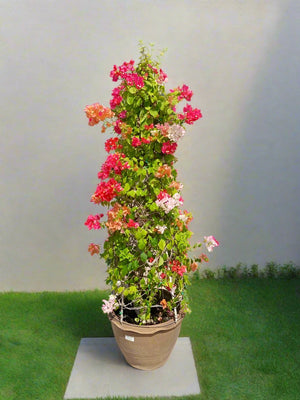 Shrub Bougainvillea Glabra Grafted Cone Shape |Ceramic Pot | 1.0 - 1.2m - Acacia Garden Center