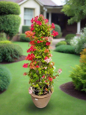 Shrub Bougainvillea Glabra Grafted Cone Shape |Ceramic Pot | 1.0 - 1.2m - Acacia Garden Center