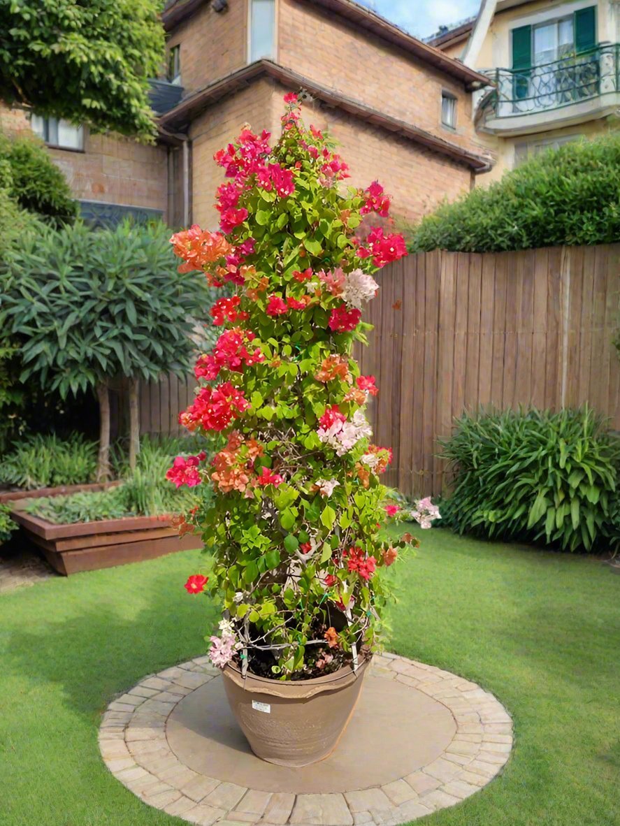 Shrub Bougainvillea Glabra Grafted Cone Shape |Ceramic Pot | 1.0 - 1.2m - Acacia Garden Center