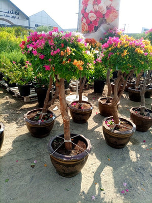Shrub Bougainvillea Glabra Mix Color | Single Head | - Acacia Garden Center