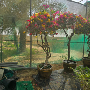 Shrub Bougainvillea Glabra Mix Color | Single Head | - Acacia Garden Center