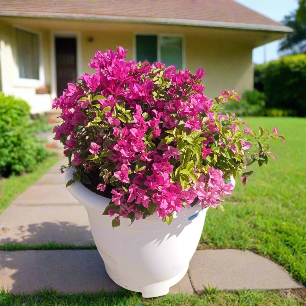 Shrub Bougainvillea Glabra, Mixed Colour Type | 70 - 80 cm - Acacia Garden Center