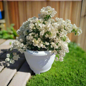 Shrub Bougainvillea Glabra, Mixed Colour Type | 70 - 80 cm - Acacia Garden Center