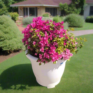 Shrub Bougainvillea Glabra, Mixed Colour Type | 70 - 80 cm - Acacia Garden Center