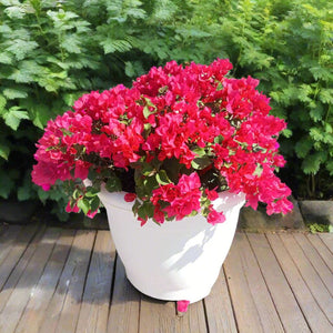 Shrub Bougainvillea Glabra, Mixed Colour Type | 70 - 80 cm - Acacia Garden Center