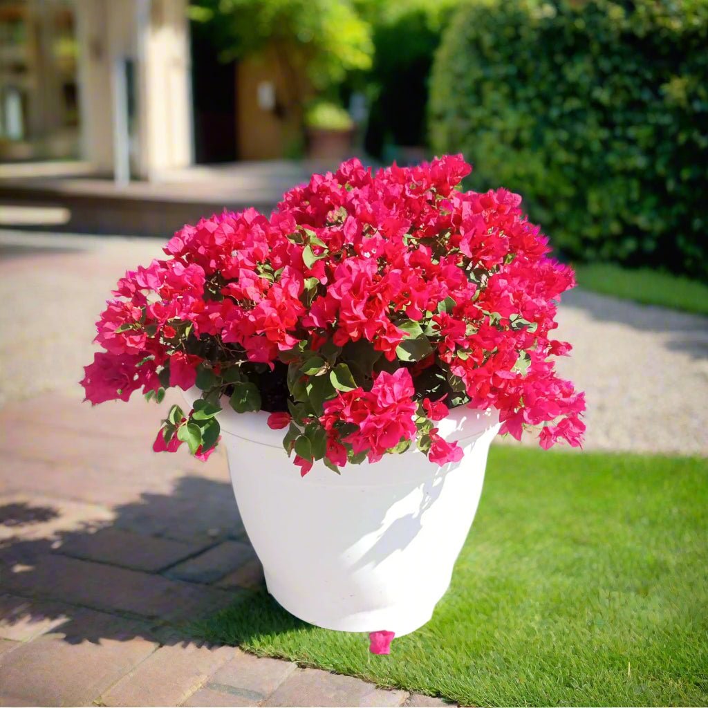 Shrub Bougainvillea Glabra, Mixed Colour Type | 70 - 80 cm - Acacia Garden Center
