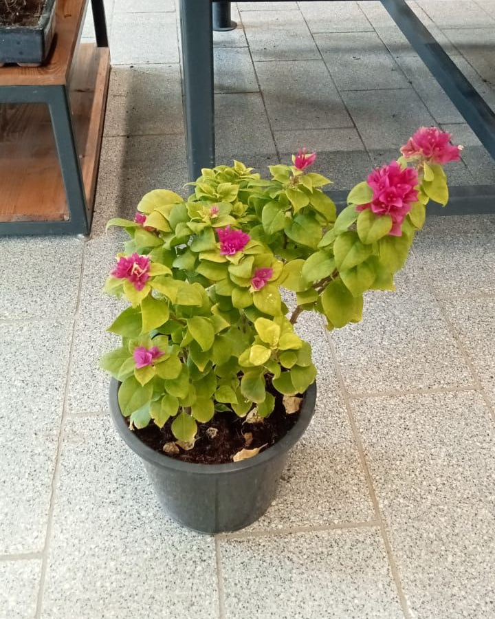 SHRUB BOUGAINVILLEA PINK PIXIE TYPE H 1PP 5L 0.3 - 0.5M 5LP 0.3 - 0.5M - Acacia Garden Center