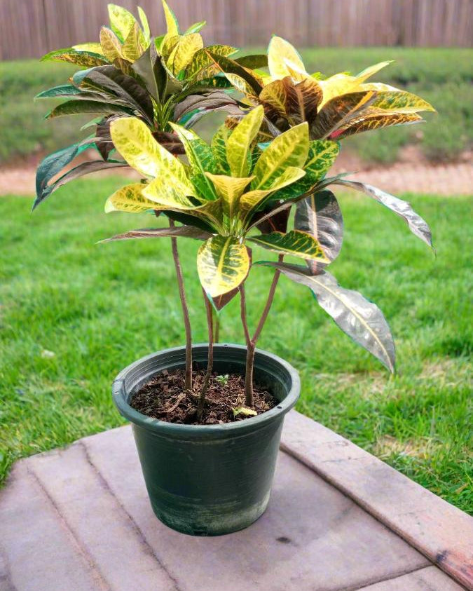 Shrub Codiaeum Variegatum | 30 - 40 cm - Acacia Garden Center