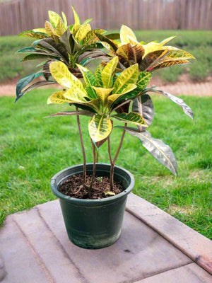 Shrub Codiaeum Variegatum | 30 - 40 cm - Acacia Garden Center