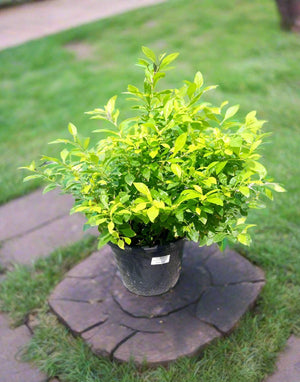 Golden Dewdrop (Duranta erecta ‘Gold’) | Golden Foliage Shrub - Acacia Garden Center