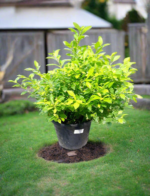 Shrub Duranta Erecta 'Gold', Type B, 2PP, 5LP - Acacia Garden Center