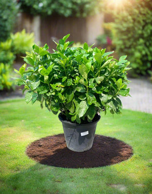 Shrub Gardenia Jasminoides | 20 - 30cm - Acacia Garden Center