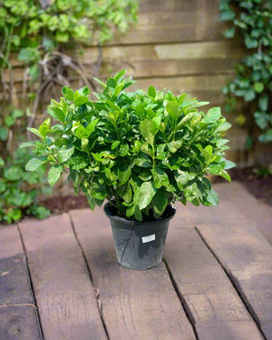Shrub Gardenia Jasminoides | 20 - 30cm - Acacia Garden Center
