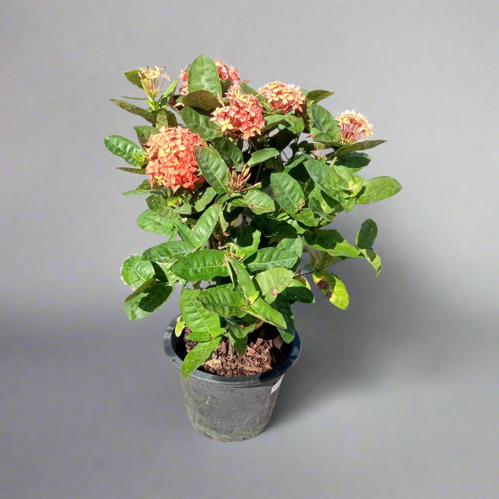 Shrub Ixora Chinensis (Chinese Ixora or Jungle Flame) Mix Colors - Acacia Garden Center