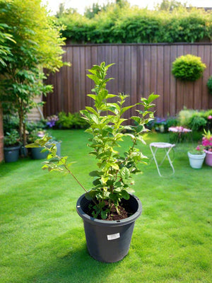 Shrub Jasminum Sambac | 10 - 20cm - Acacia Garden Center