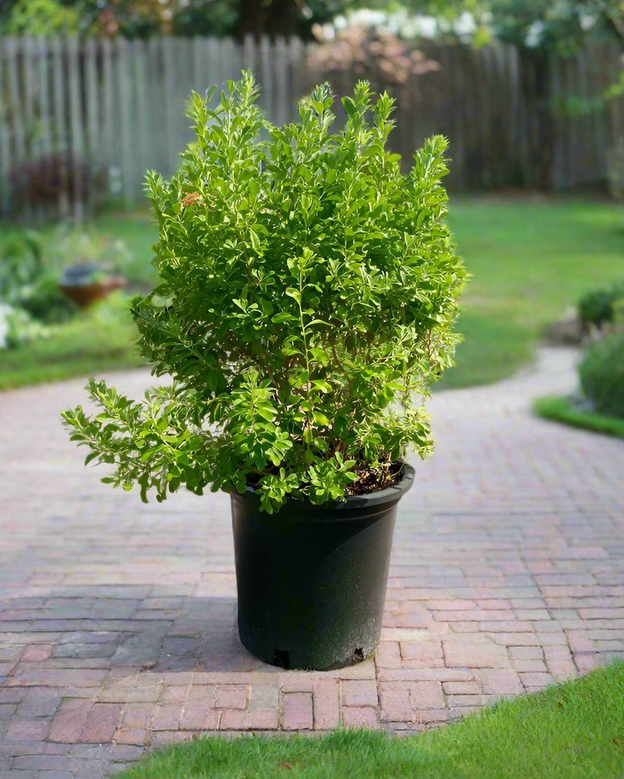 Shrub Leucophyllum Frutescens (Texas Sage, Silver Leaf) | 70 - 80cm - Acacia Garden Center