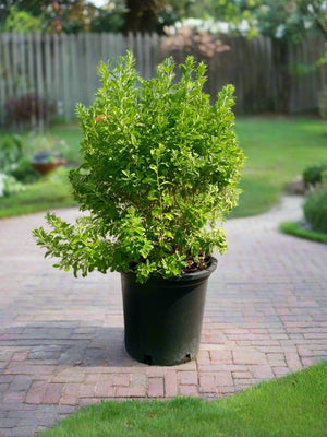 Shrub Leucophyllum Frutescens (Texas Sage, Silver Leaf) | 70 - 80cm - Acacia Garden Center