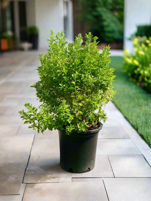 Shrub Leucophyllum Frutescens (Texas Sage, Silver Leaf) | 70 - 80cm - Acacia Garden Center