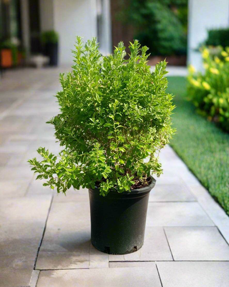 Shrub Leucophyllum Frutescens (Texas Sage, Silver Leaf) | 70 - 80cm - Acacia Garden Center