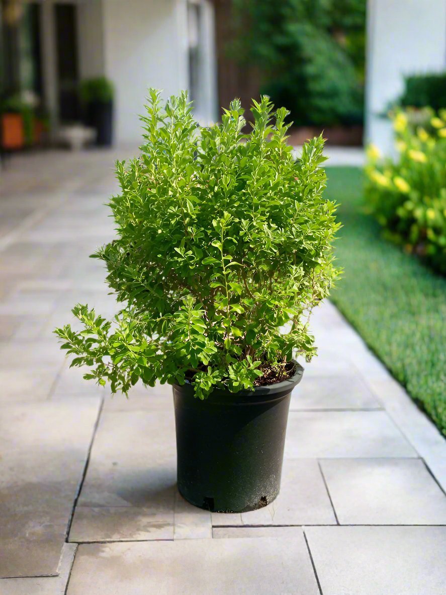Shrub Leucophyllum Frutescens (Texas Sage, Silver Leaf) | 70 - 80cm - Acacia Garden Center