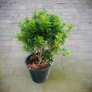 Shrub Murraya Paniculata - Acacia Garden Center