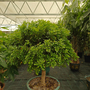 Shrub Murraya Paniculata - Acacia Garden Center