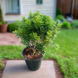 Shrub Murraya Paniculata - Acacia Garden Center