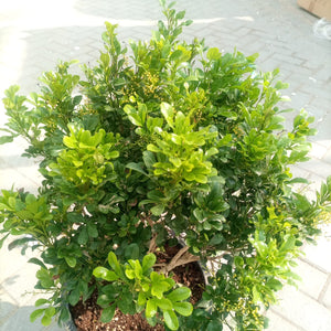 Shrub Murraya Paniculata - Acacia Garden Center