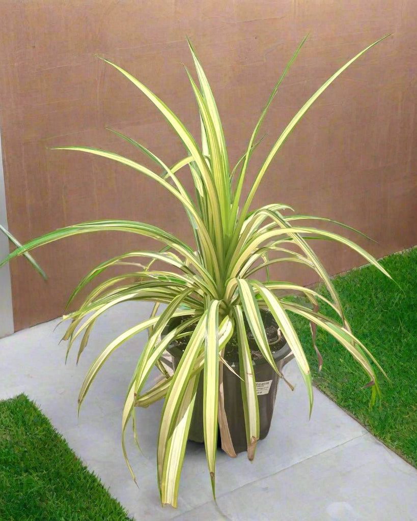 Shrub Pandanus Baptistii, Variegata - Acacia Garden Center