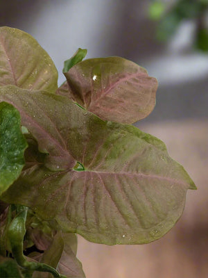 Shrub Syngonium Podophyllum (Arrow Head) | 25 - 30 cm - Acacia Garden Center