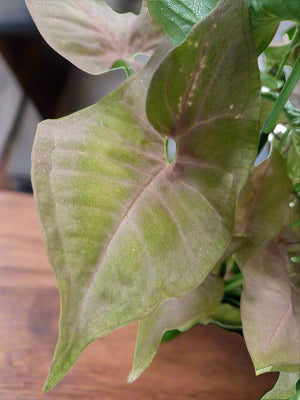 Shrub Syngonium Podophyllum (Arrow Head) | 25 - 30 cm - Acacia Garden Center