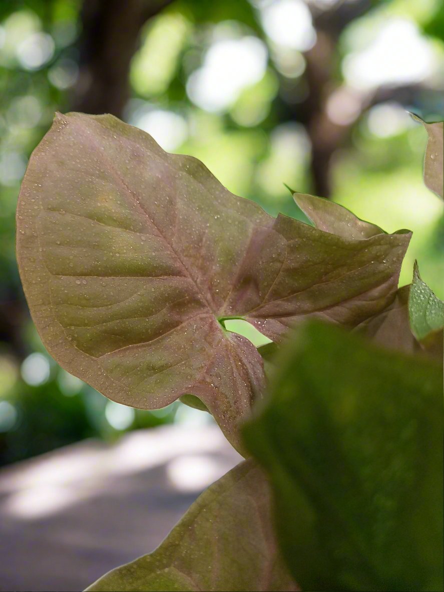 Shrub Syngonium Podophyllum (Arrow Head) | 25 - 30 cm - Acacia Garden Center