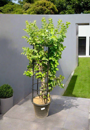 Shrub Wrightia Religiosa | 80 - 90cm - Acacia Garden Center