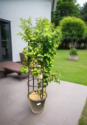 Shrub Wrightia Religiosa | 80 - 90cm - Acacia Garden Center