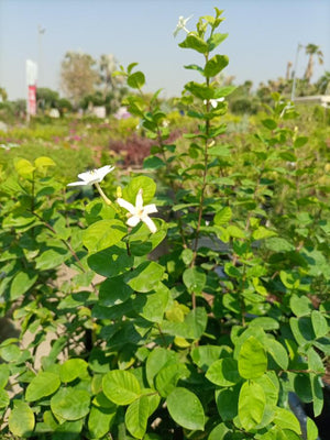 Shrub Wrightia Religiosa | 80 - 90cm - Acacia Garden Center