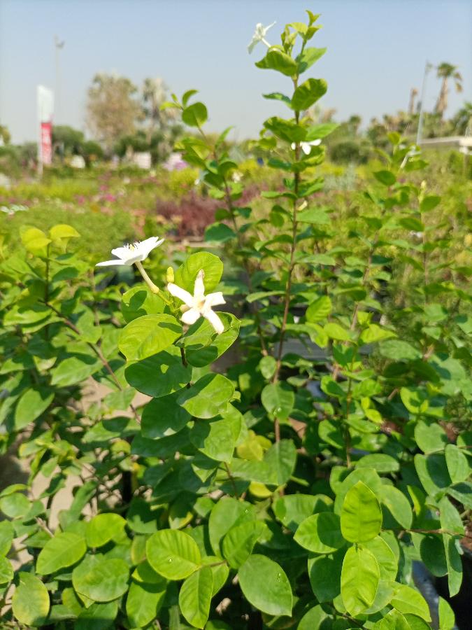 Shrub Wrightia Religiosa | 80 - 90cm - Acacia Garden Center