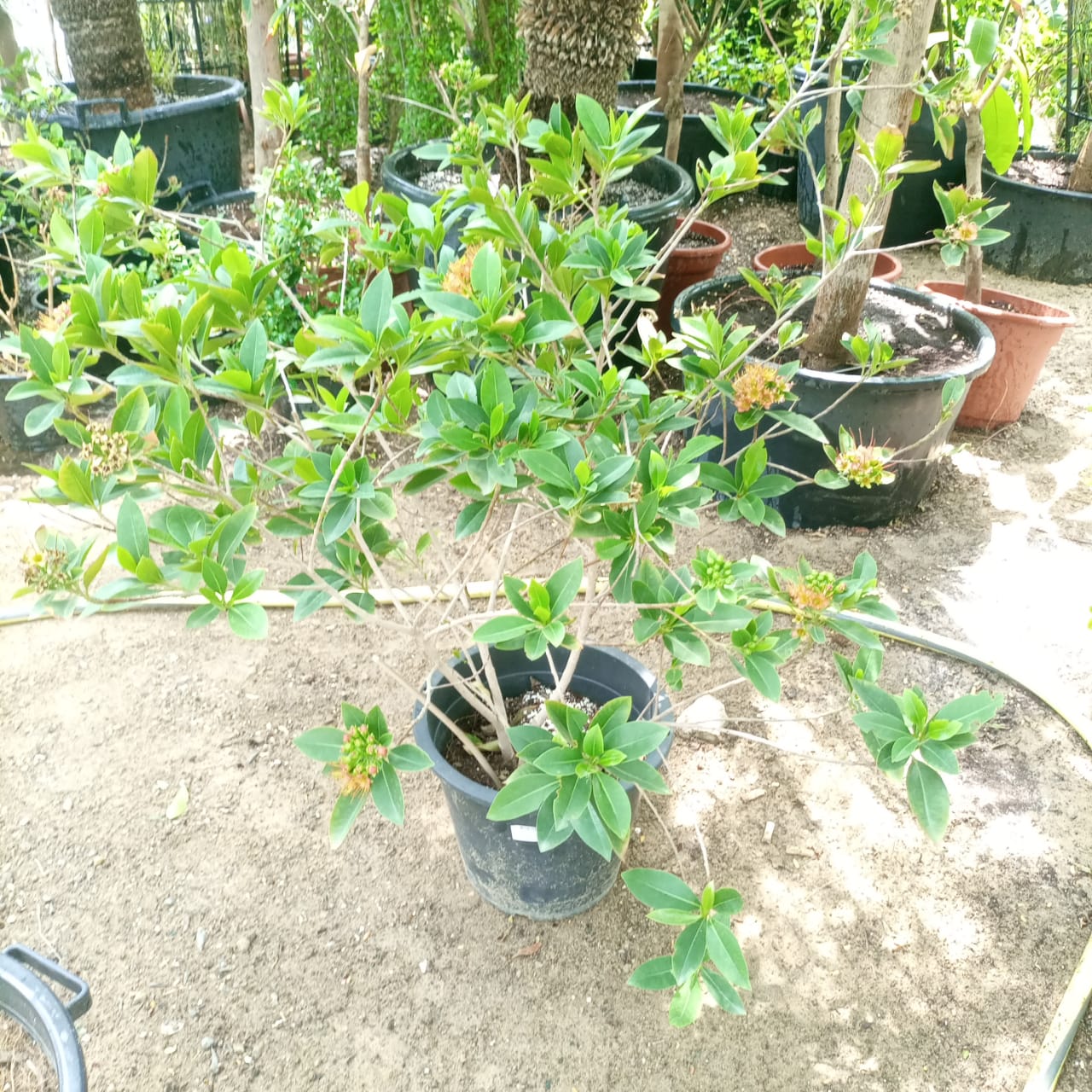 Shrub Xanthostemon Pink - Acacia Garden Center