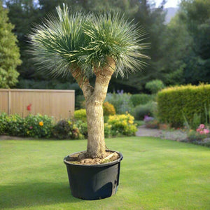 Silver Leaf Yucca / Adam's Needle Tree (Yucca Rigida) | 2.0 - 2.5 m Multi - head - Acacia Garden Center