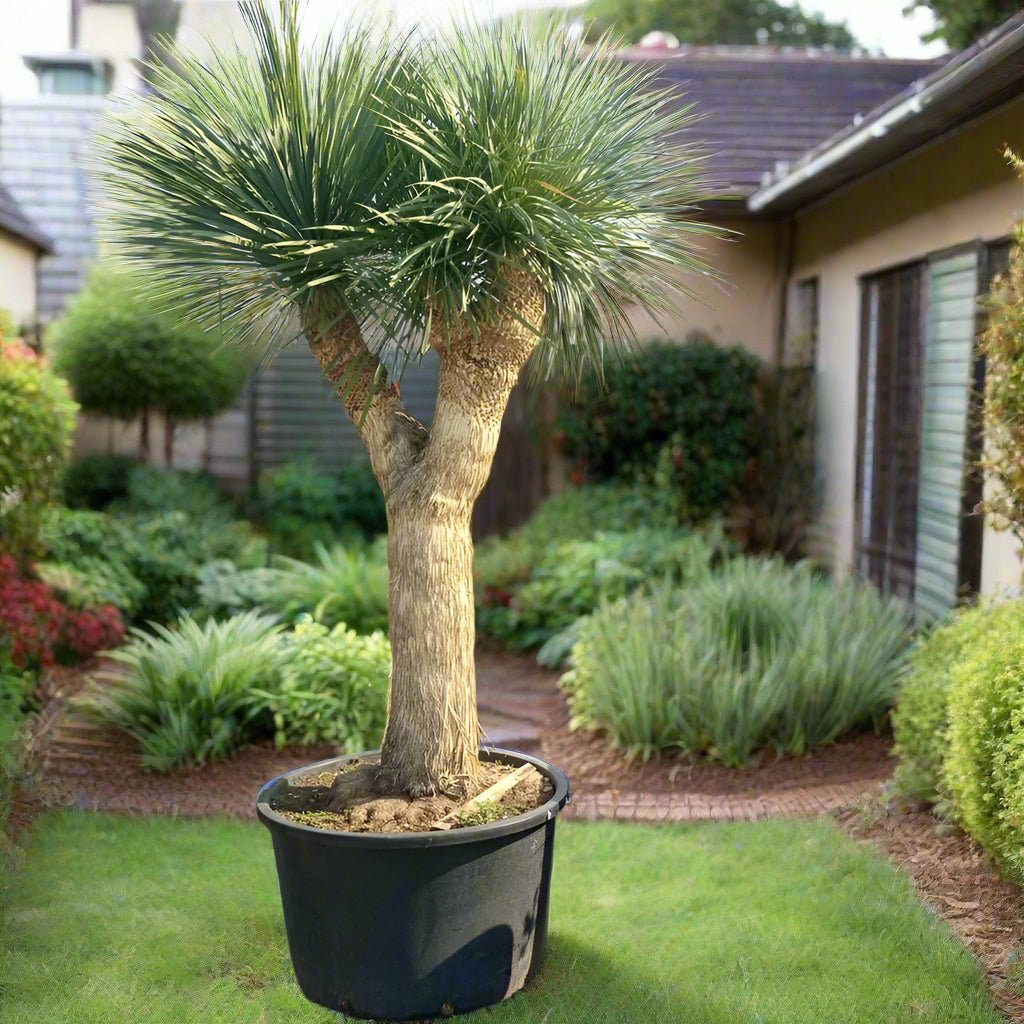 Silver Leaf Yucca / Adam's Needle Tree (Yucca Rigida) | 2.0 - 2.5 m Multi - head - Acacia Garden Center