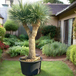 Silver Leaf Yucca / Adam's Needle Tree (Yucca Rigida) | 2.0 - 2.5 m Multi - head - Acacia Garden Center