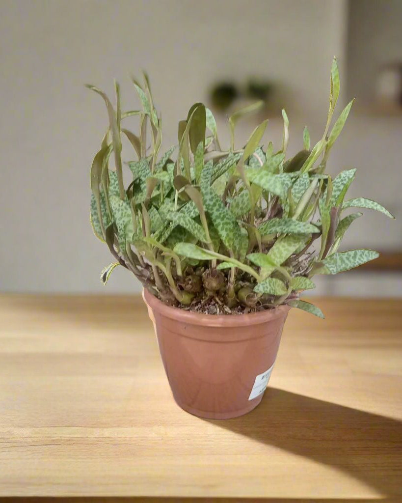 Silver Squill (Ledebouria socialis) | Established Plant, 15–20 cm - Acacia Garden Center