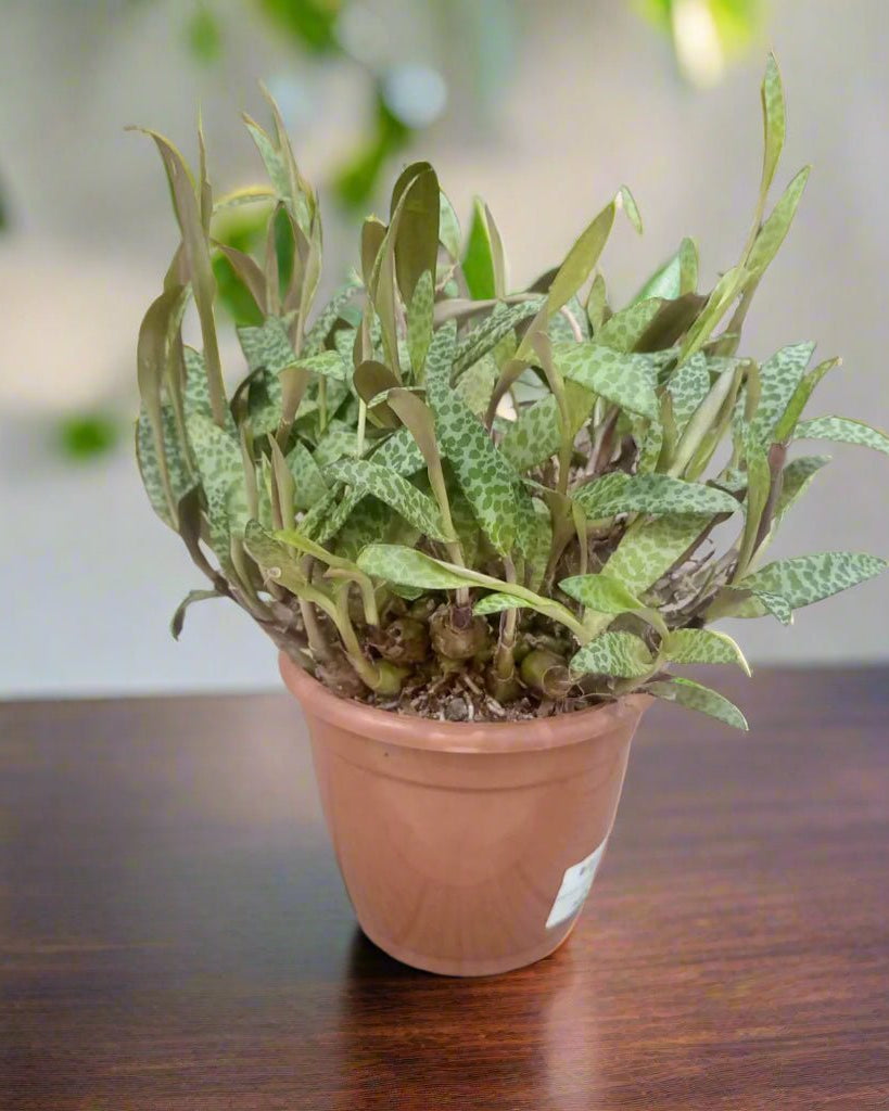 Silver Squill (Ledebouria socialis) | Established Plant, 15–20 cm - Acacia Garden Center
