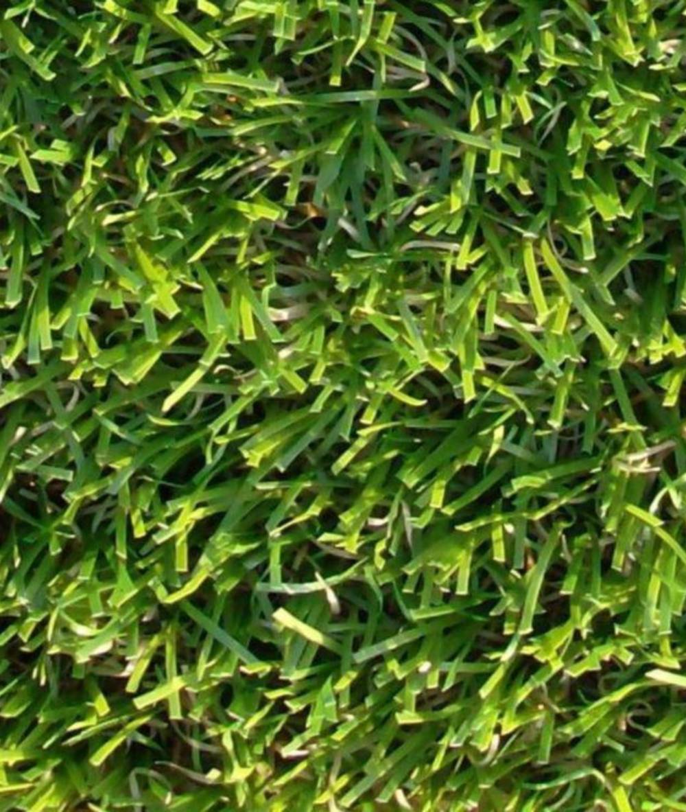 Five Star Grass - Cambridge Non-Infill Landscape Grass