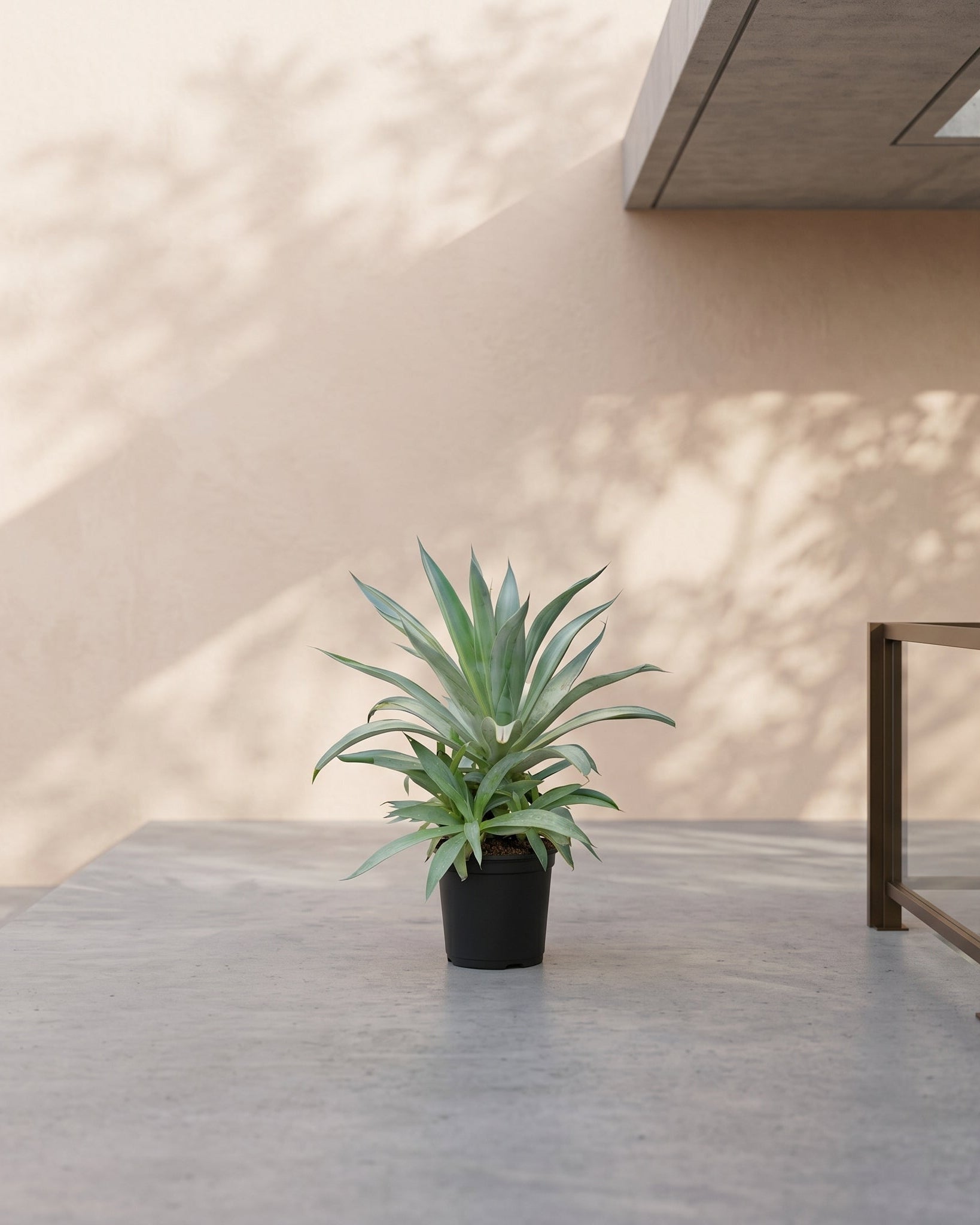 Smooth Agave (Agave desmettiana) | Blue - Green Rosette, 40–50 cm - Acacia Garden Center