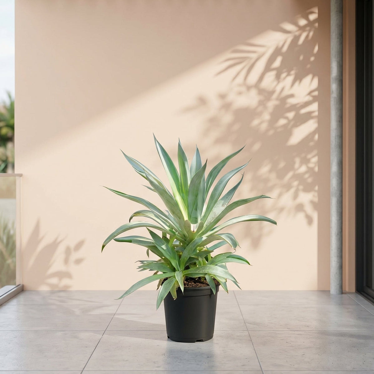 agave 50 Buy Succulent Agave Desmettiana (Smooth Agave) 40 - 50cm