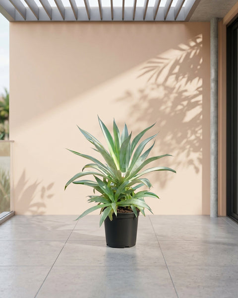 Smooth Agave (Agave desmettiana) | Blue-Green Rosette, 40–50 cm