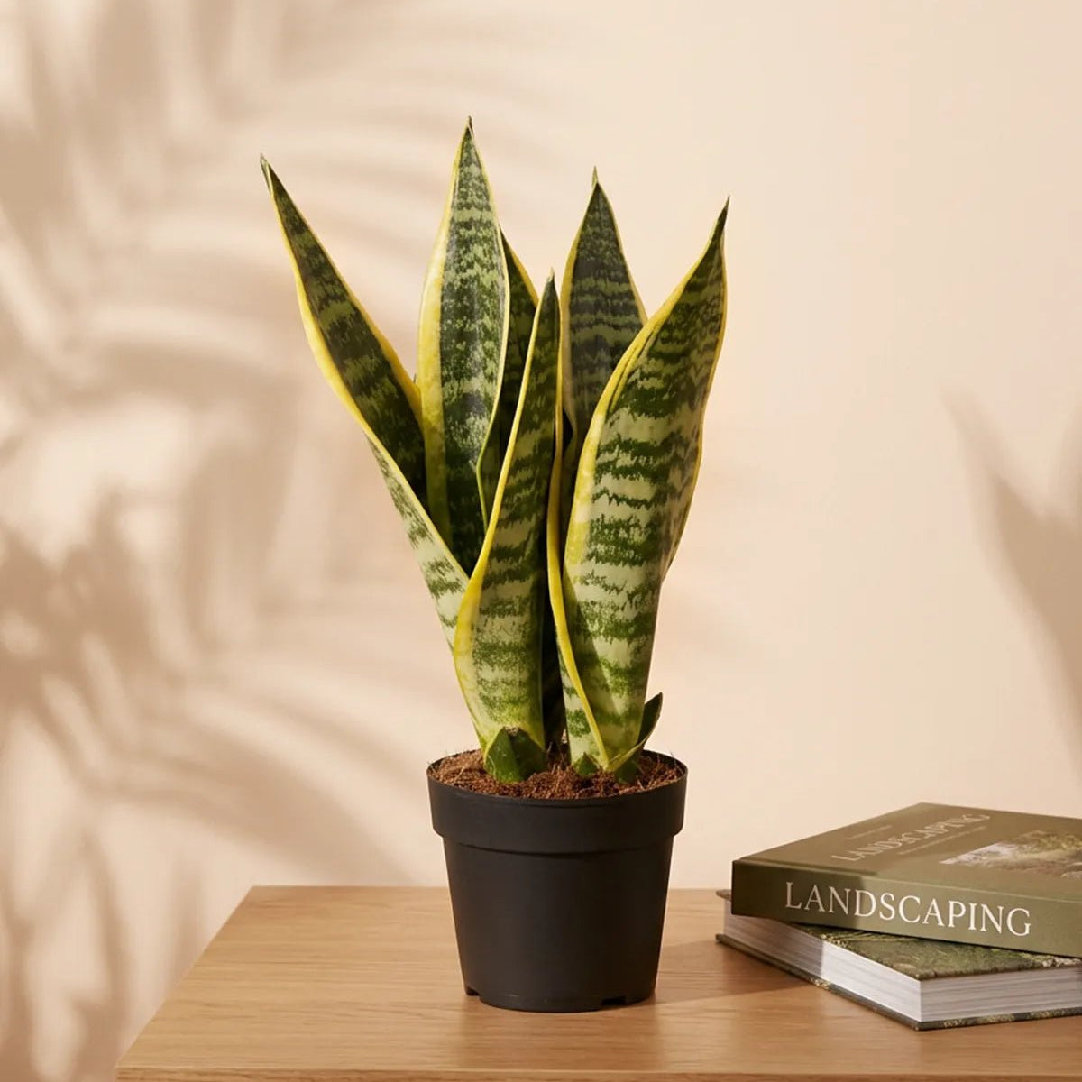 dracaena trifasciata poisonous Snake Plant (Dracaena trifasciata)