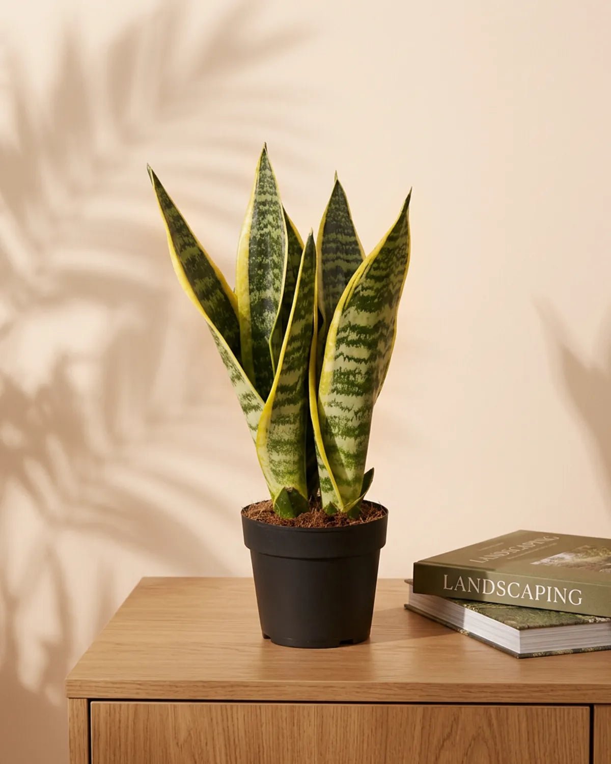 Snake Plant (Dracaena trifasciata) | Classic, 30–70 cm - Acacia Garden Center