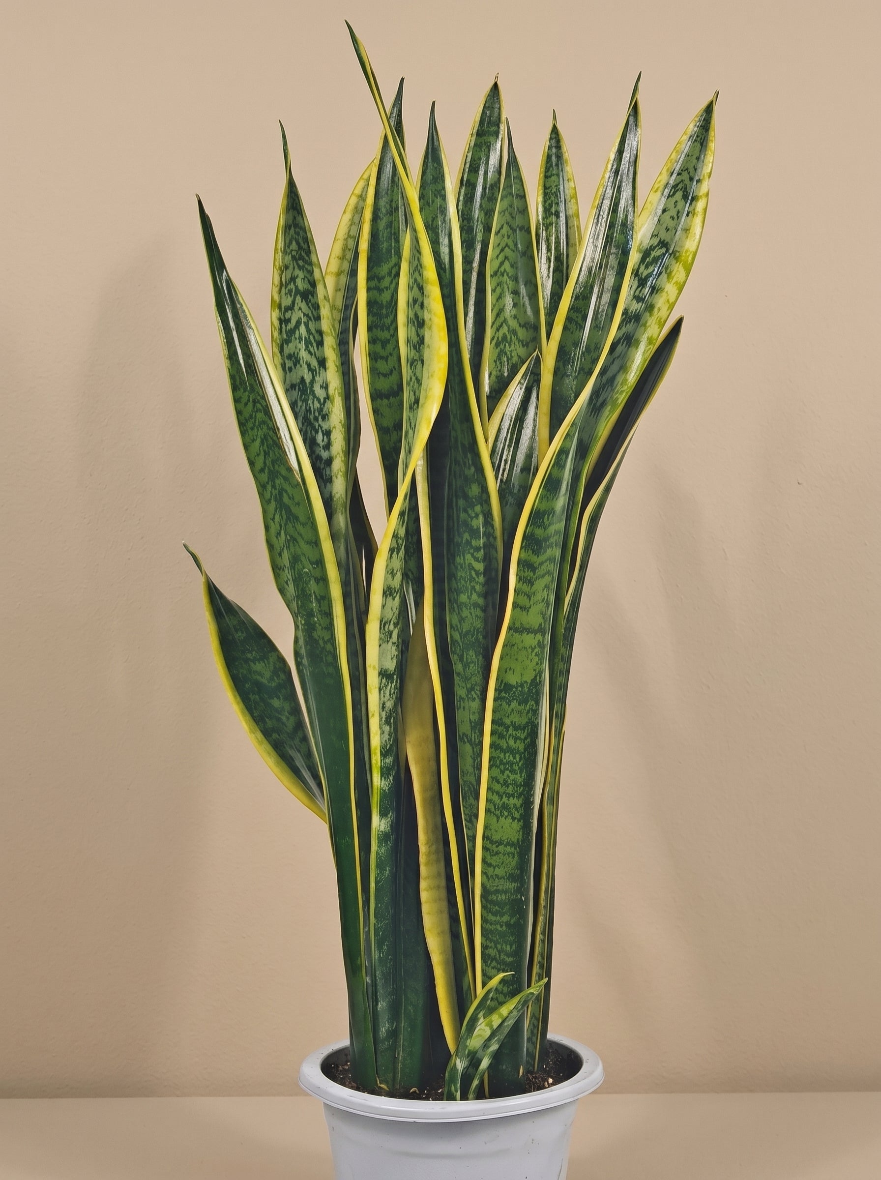 Snake Plant (Dracaena trifasciata) | Floor Plant, 90–100 cm - Acacia Garden Center