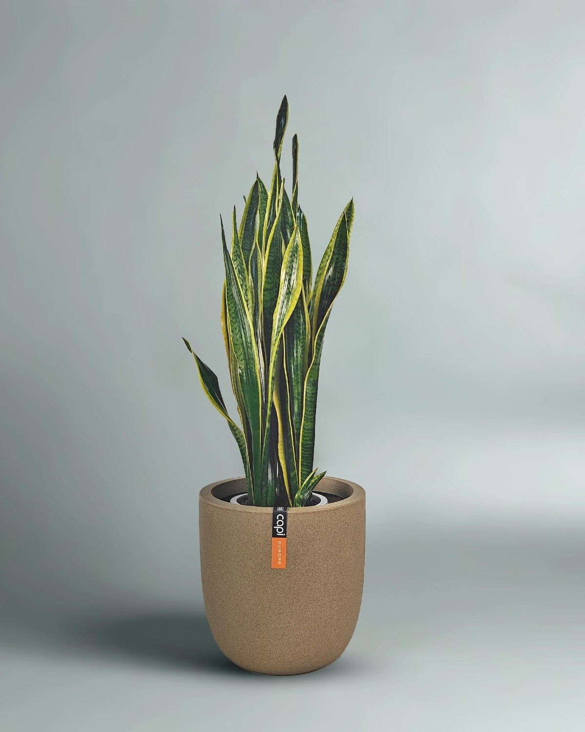 Snake Plant (Dracaena trifasciata) | Floor Plant, 90–100 cm - Acacia Garden Center
